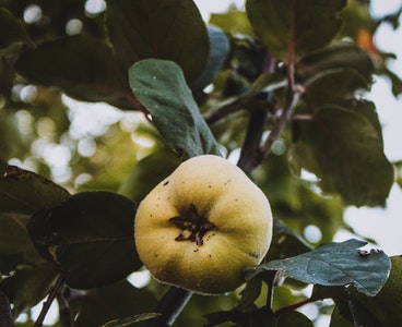 Heyvali şirniyyat resepti