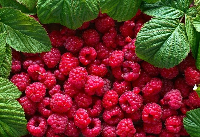 Təbii aspirinin faydaları