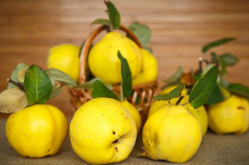 Heyvanın möcüzəvi faydaları