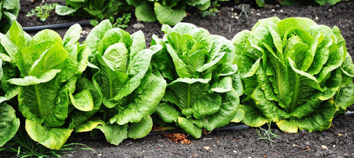 Kahının inanılmaz faydaları